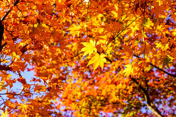 明日香村・岡寺の紅葉