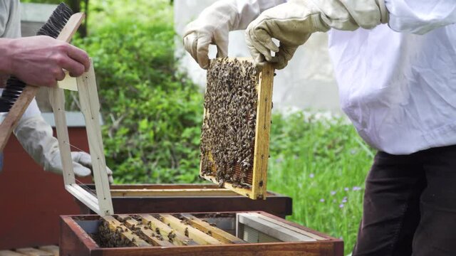 Bienenstock umsetzen mit K&ouml;nigin R&auml;hmchen Bienenvolk