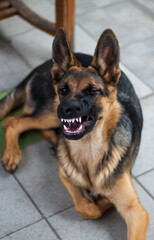 German Shepherd Dog with beautiful white teeth grins and expresses anger and aggression