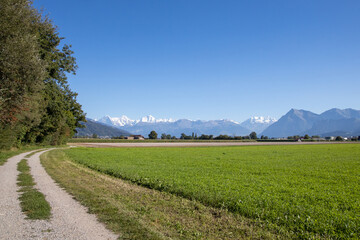 Der Weg am Feld entlang mit den Alpen im Hintergrund