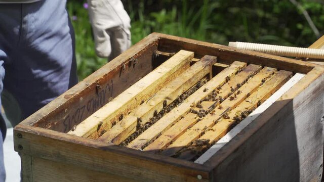Bienenstock umsetzen mit Königin Rähmchen Bienenvolk