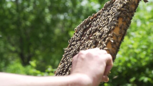 Bienenstock umsetzen mit K&ouml;nigin R&auml;hmchen Bienenvolk