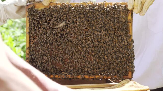 Bienenstock umsetzen mit K&ouml;nigin R&auml;hmchen Bienenvolk