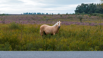 Buckskin wild horse near tarmac road eating grass