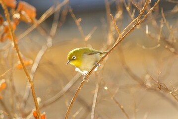 雀より小さくてかわいい野鳥「メジロ」