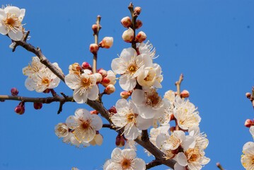 そこまでやわらかな香りが漂ってきそうな梅の花
