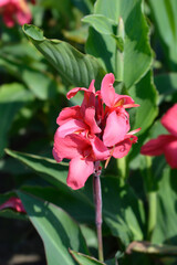 Obraz na płótnie Canvas Canna lily Tropical Rose