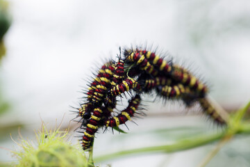 colorful caterpillar eating green plant