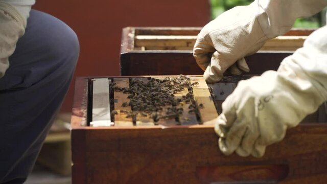 Bienenstock umsetzen mit K&ouml;nigin R&auml;hmchen Bienenvolk