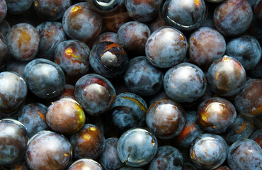 Plums float on the surface of the water