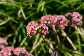 Orpine Purple Emperor
