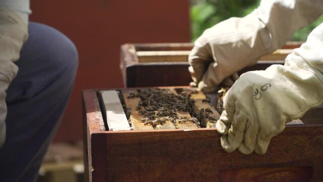 Bienenstock umsetzen mit K&ouml;nigin R&auml;hmchen Bienenvolk