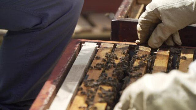 Bienenstock umsetzen mit K&ouml;nigin R&auml;hmchen Bienenvolk