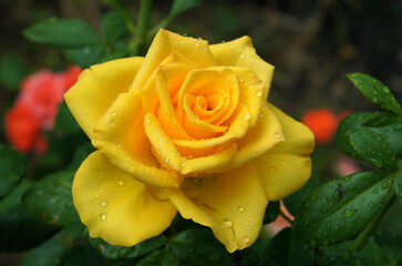 Beautiful yellow rose after the rain