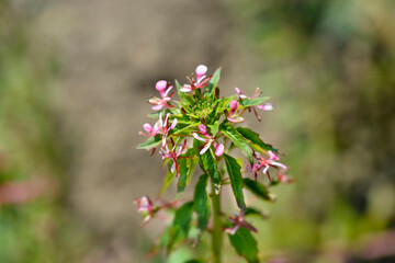 Mosquito flower