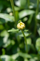 Shasta daisy Snow Lady