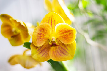 Close-up yellow orchid in the gaden