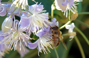 Bee on the flowers of Clematis vitalba