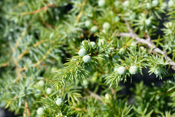 Shore Juniper Schlager