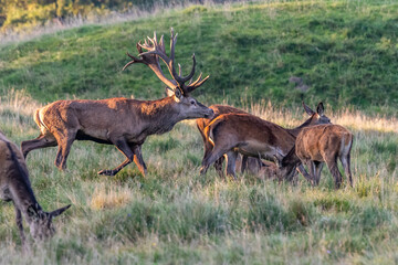 Red Deer Stags (Cervus elaphus) europe