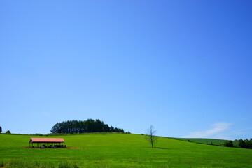 北海道、夏の草原