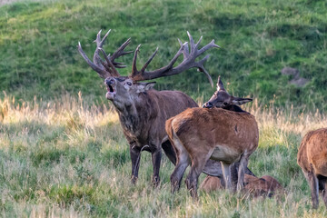 Red Deer Stags (Cervus elaphus) europe