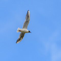 black-headed gull (Chroicocephalus ridibundus) with summer plumage in flight on blue sky