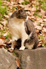 Vigilant of Wild Cat on The Stone