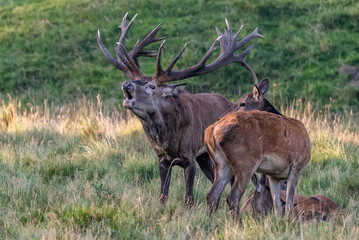 Red Deer Stags (Cervus elaphus) europe