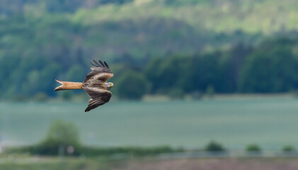 red kite (Milvus milvus) bird of prey in flight against green background from side top