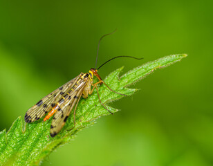 scorpion fly (Panorpa germanica) on a leaf