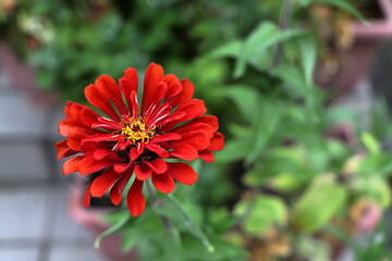 ヒャクニチソウ