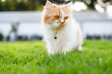 Naklejka na ściany i meble The cute Persian cat is walkinng on a green grass field, and looking something, selective focus shallow depth of field