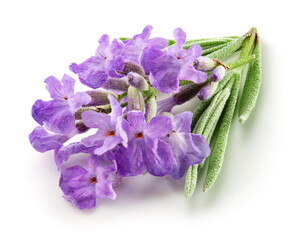 Naklejka premium Lavender flowers isolated. Bunch of lavender flowers isolated over white background. Full depth of field..