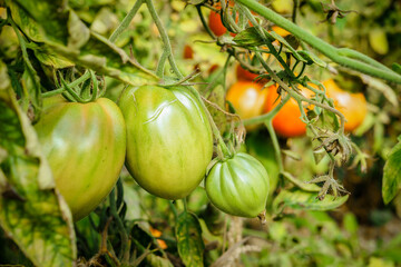 Unripe green tomatoes growing in the greenhouse. The green tomatoes on a branch. Selective focus