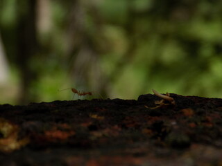 ant on the ground