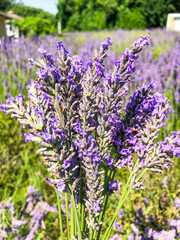 Obraz premium English lavender