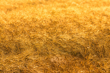 Sunrise in an agricultural field with golden ears of ripe rye covered with dew in the early...