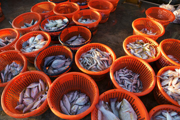 fish freshly caught in plastic basket
