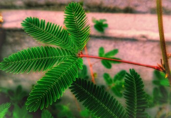 green fern leaf