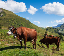 Fototapeta na wymiar Cows grazing at pasture in French Alps in Morzine area, Haute-Savoie department , Auvergne-Rhone-Alpes region, France.