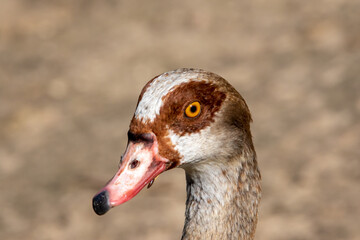 Nilgans