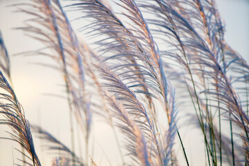 wind blowing white reeds grass