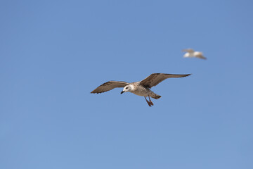 Fototapeta na wymiar Seagull in low level flight against the blue sky