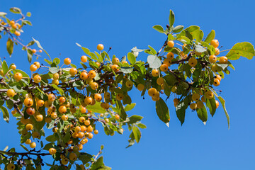 branch of a crab apple tree with yellow fruits and blue sky