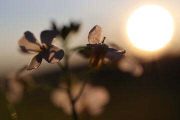 
flower in the meadow at sunset
