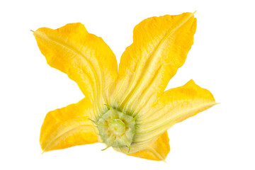 Fototapeta premium Squash flower head