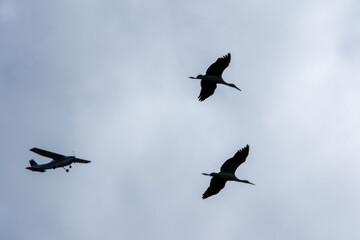 Flugzeug und Störche