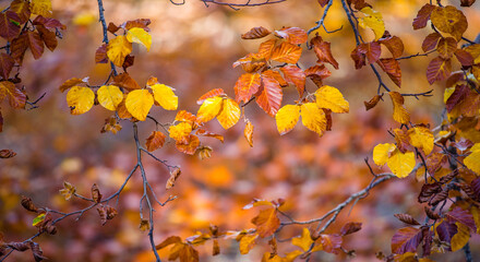 Nice orange leaves from a beech tree