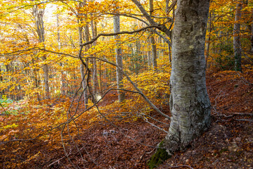 A magic forest in autumn